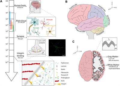 Multiscale Mechanobiology in Brain Physiology and Diseases